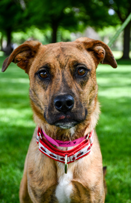 Pet Photo