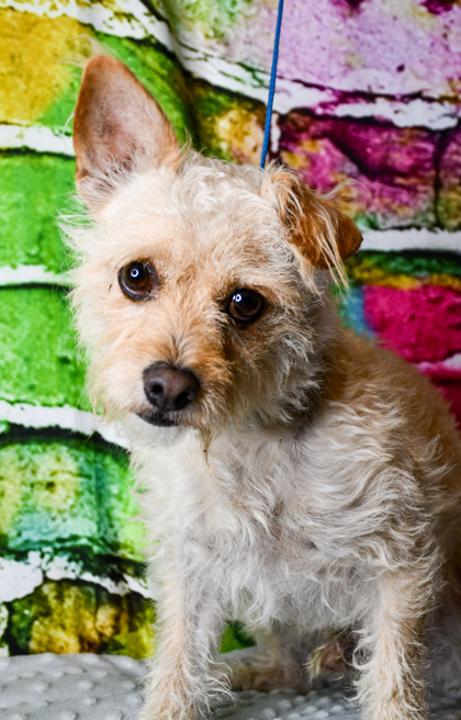 Pet Photo