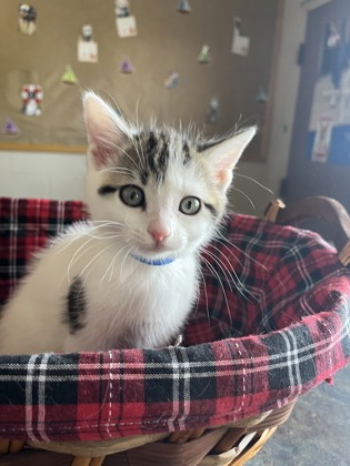 Pet Photo