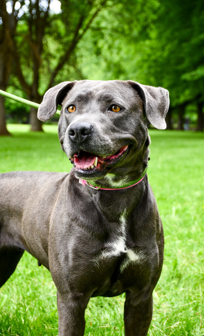Pet Photo