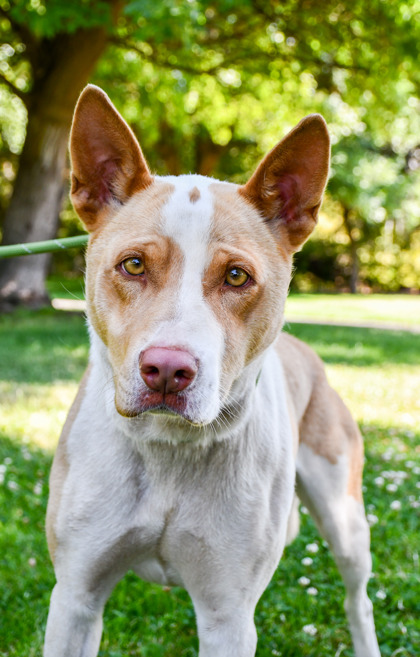Pet Photo