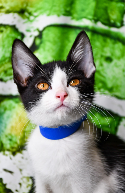 Pet Photo