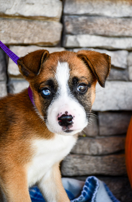 Pet Photo