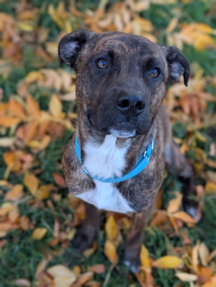 Pet Photo