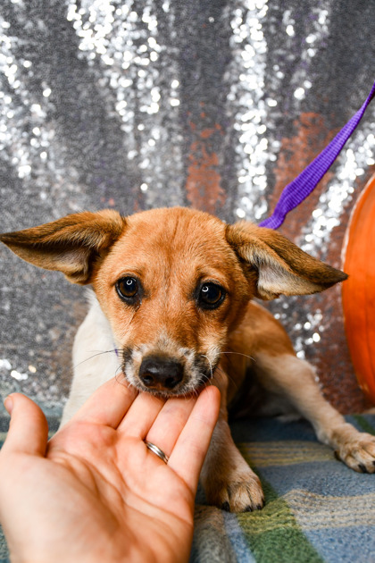 Pet Photo