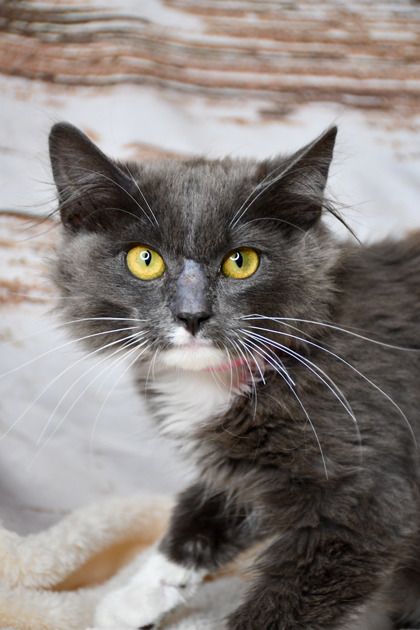 Pet Photo