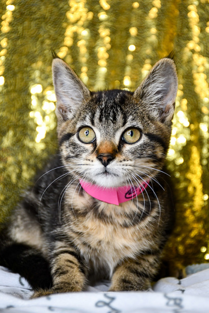 Pet Photo