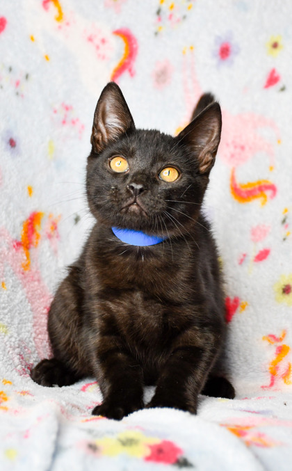 Pet Photo