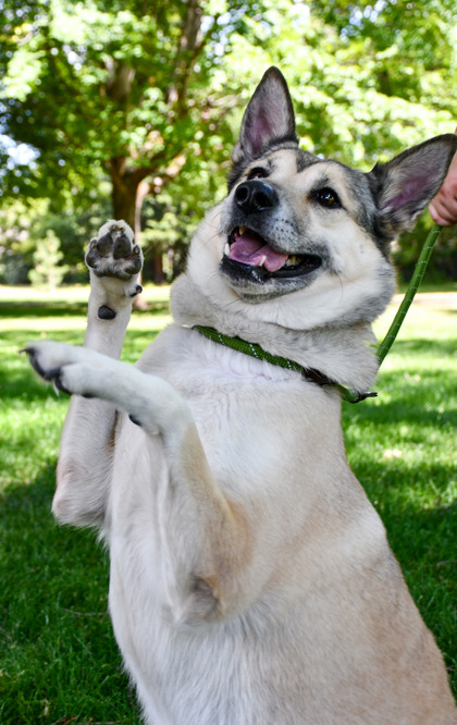 Pet Photo