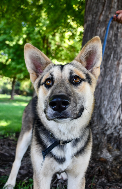 Pet Photo