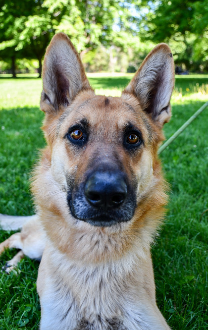 Pet Photo