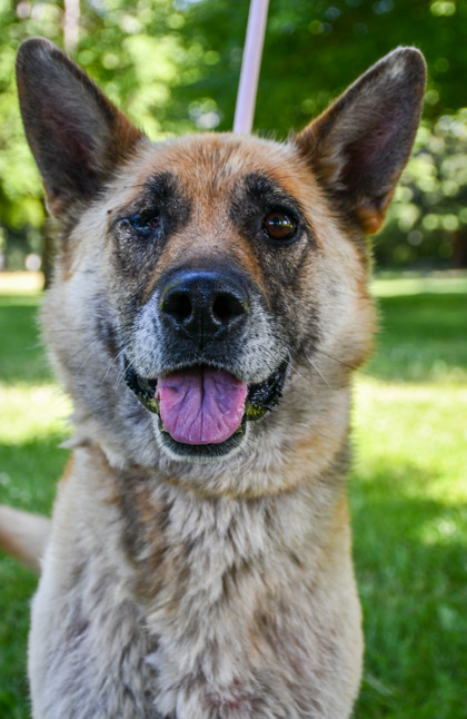 Pet Photo