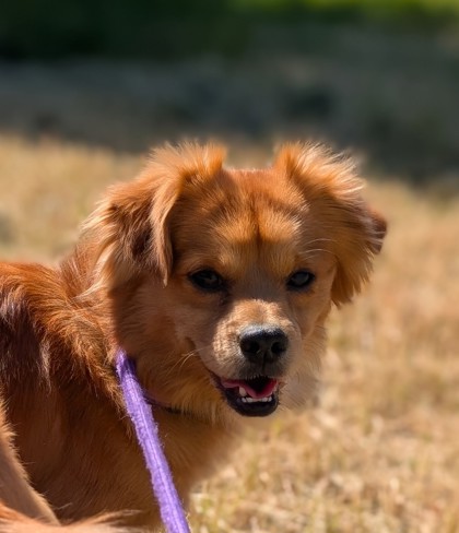 Pet Photo