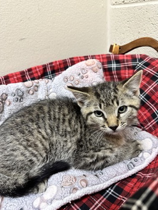 Pet Photo