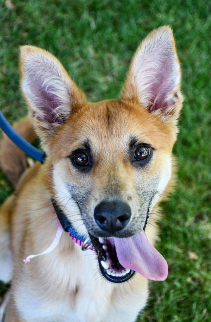 Pet Photo