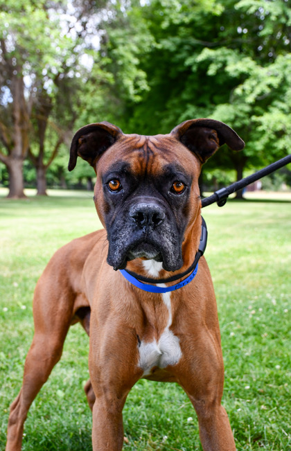 Pet Photo
