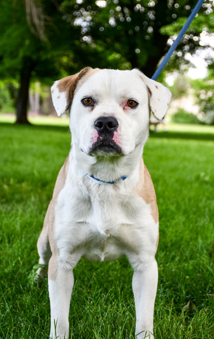 Pet Photo