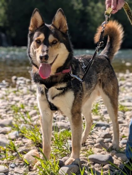 Pet Photo