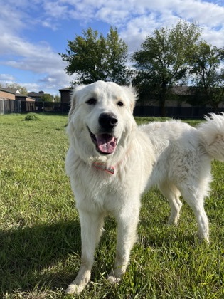 Pet Photo