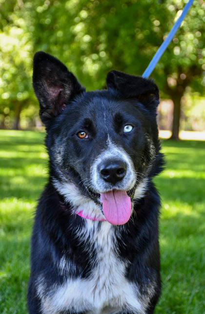 Pet Photo