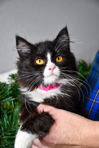 Pet Photo