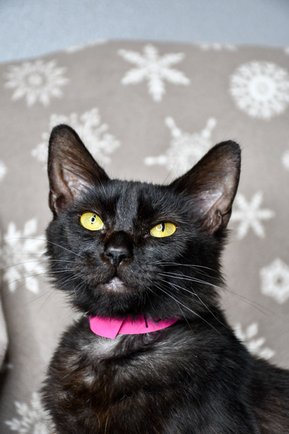 Pet Photo