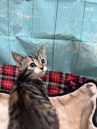 Pet Photo