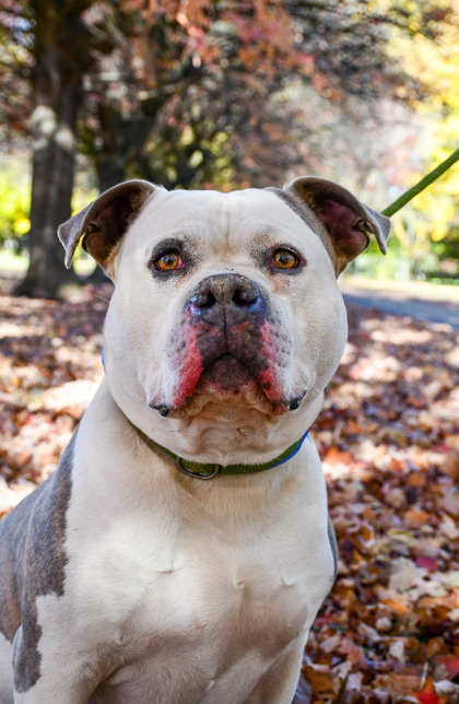 Pet Photo