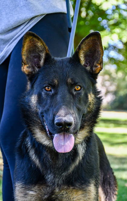 Pet Photo