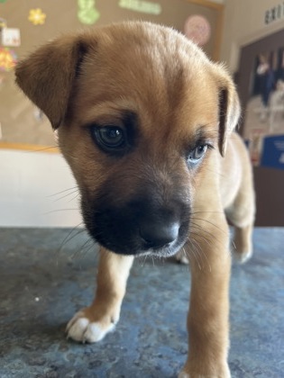Pet Photo