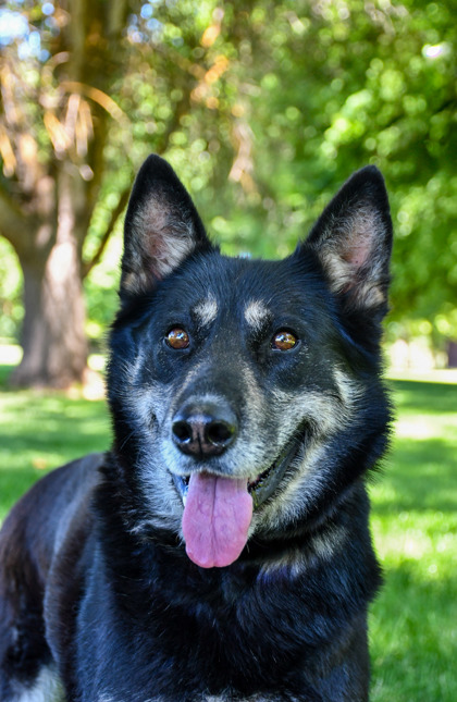 Pet Photo