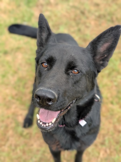 Pet Photo