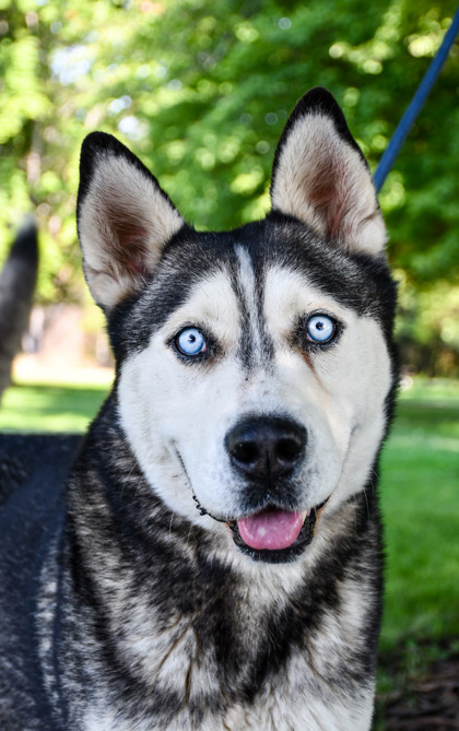 Pet Photo