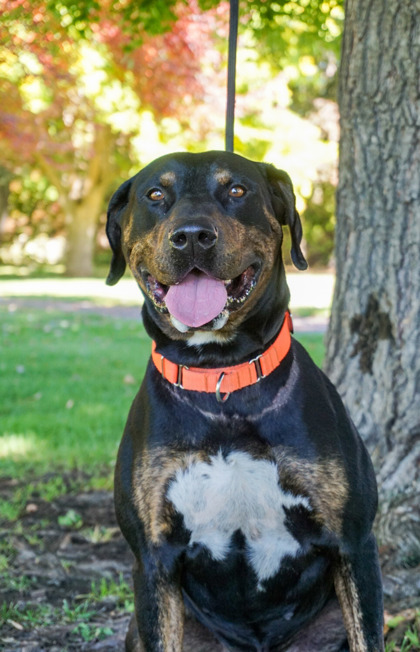 Pet Photo