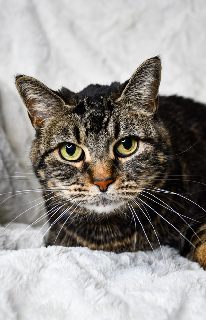 Pet Photo