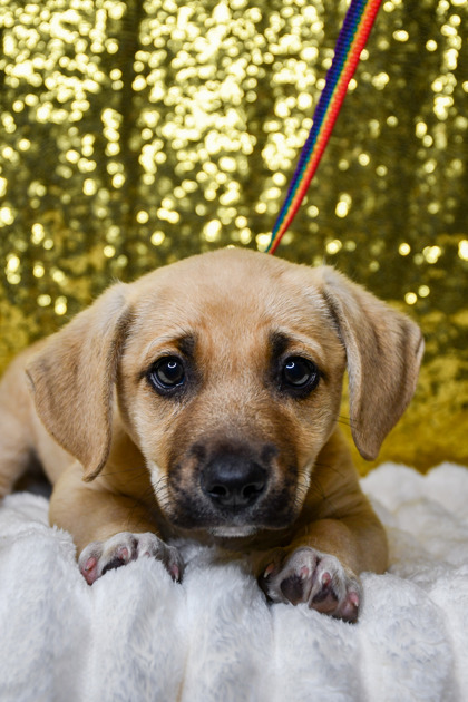 Pet Photo