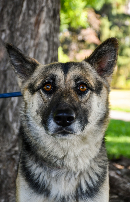 Pet Photo