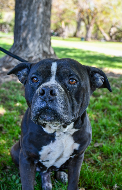 Pet Photo
