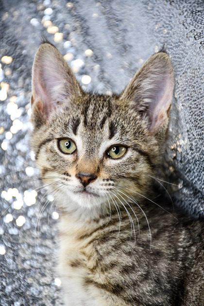 Pet Photo