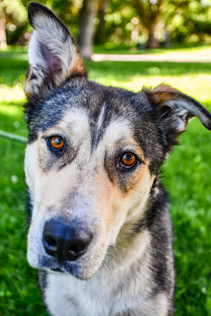 Pet Photo