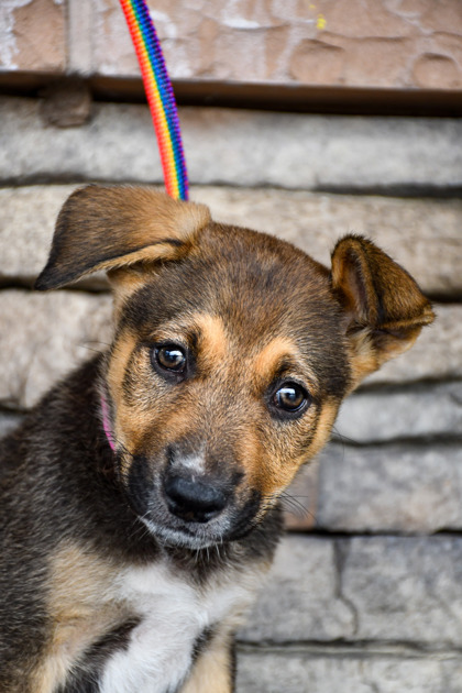 Pet Photo