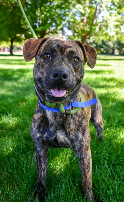 Pet Photo