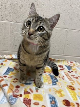 Pet Photo
