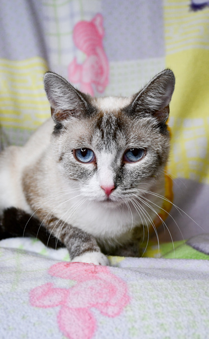 Pet Photo