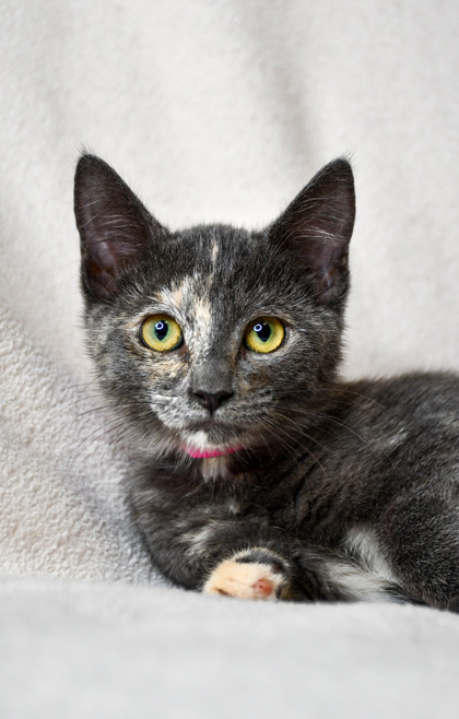 Pet Photo