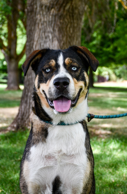 Pet Photo