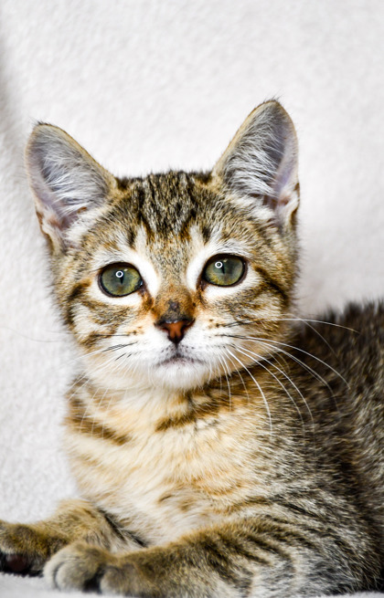 Pet Photo