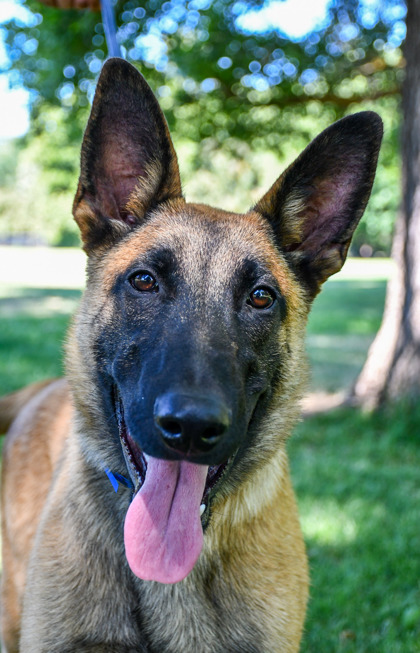 Pet Photo