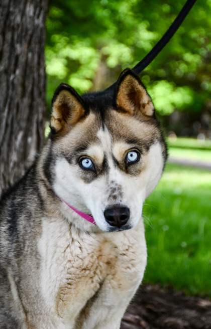 Pet Photo