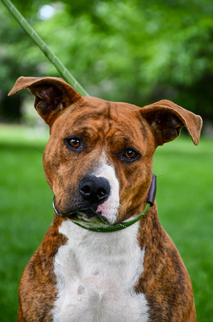 Pet Photo
